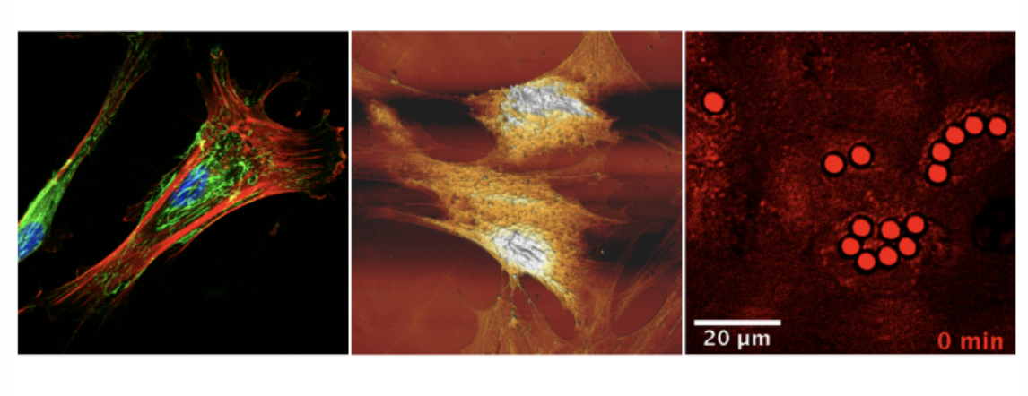 Analisi multimodale di campioni biologici e biomimetici tramite microscopia ottica non lineare e BioAFM