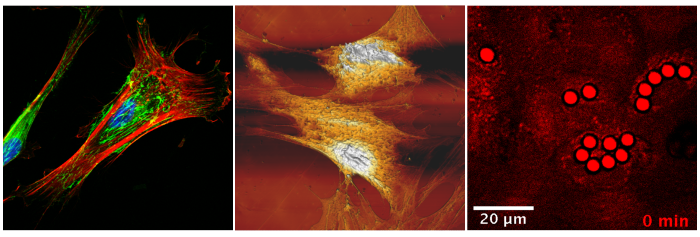 Attività Microscopia_NEW.png