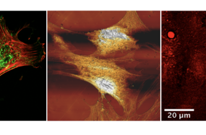 Analisi multimodale di campioni biologici e biomimetici tramite microscopia ottica non lineare e BioAFM