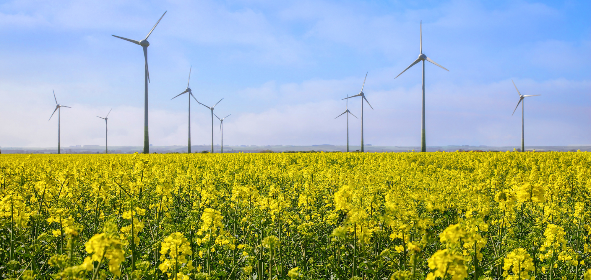Energia rinnovabile da pale eoliche